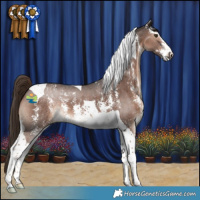 Horse Color:Liver Chestnut Sabino Tobiano 