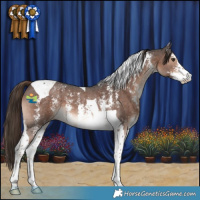 Horse Color:Liver Chestnut Sabino Tobiano 