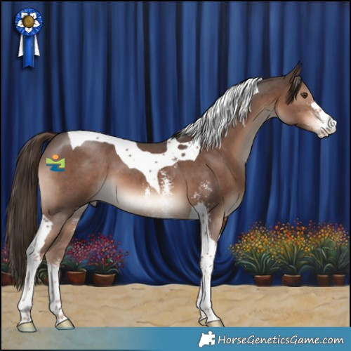 Horse Color:Liver Chestnut Sabino Tobiano 
