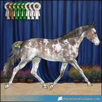 Horse Color:White Spotted Liver Chestnut Mushroom Sabino 
