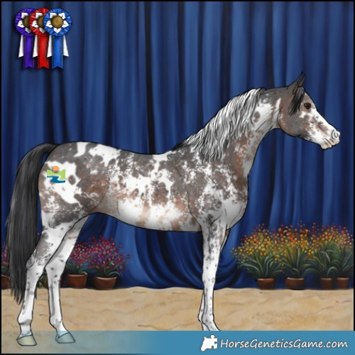 Horse Color:White Spotted Brown Mushroom Sabino 