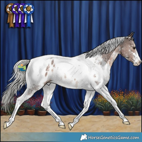 Horse Color:Silver Brown Sabino Tobiano Appaloosa 
