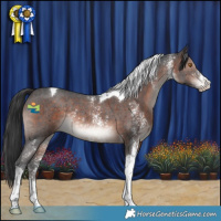 Horse Color:Brown Mushroom Sabino Tobiano Rabicano
