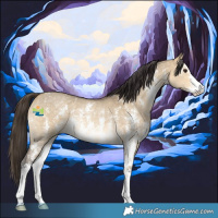 Horse Color:Buckskin Dun Sabino Rabicano 