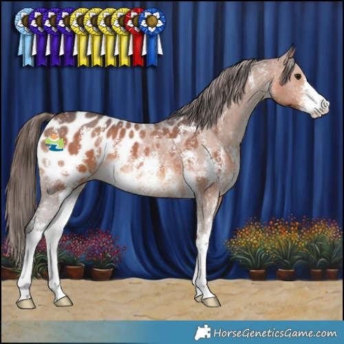 Horse Color:Bay Sabino Appaloosa 