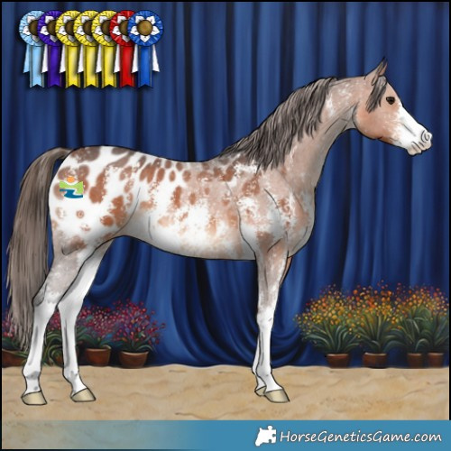 Horse Color:Bay Sabino Appaloosa 