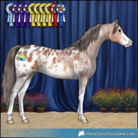 Horse Color:Bay Sabino Appaloosa
