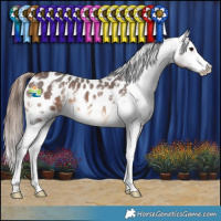 Horse Color:Bay Sabino Appaloosa 