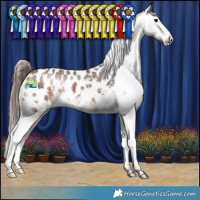 Horse Color:Bay Sabino Appaloosa 