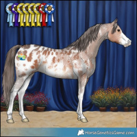 Horse Color:Bay Sabino Appaloosa