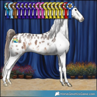 Horse Color:Bay Sabino Appaloosa 