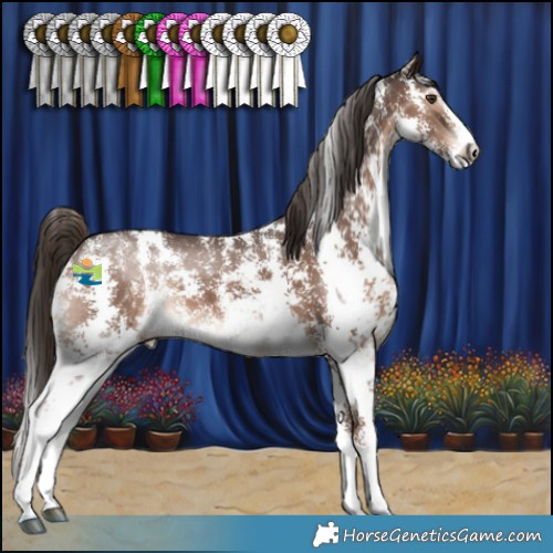 Horse Color:Liver Chestnut Sabino 