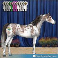 Horse Color:Liver Chestnut Sabino