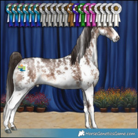 Horse Color:Liver Chestnut Sabino 
