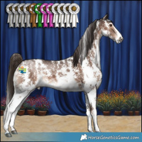 Horse Color:Liver Chestnut Sabino