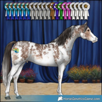 Horse Color:Liver Chestnut Sabino 