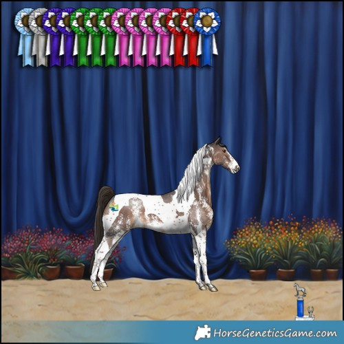 Horse Color:Liver Chestnut Sabino Tobiano 