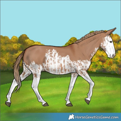 Horse Color:Red Dun Splash  and Red Dun Splash 