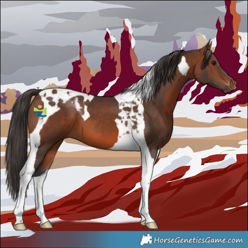 Horse Color:Brown Tobiano 