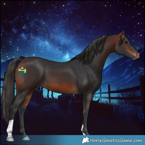Horse Color:Bay 
