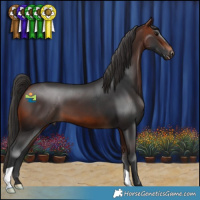 Horse Color:Bay 
