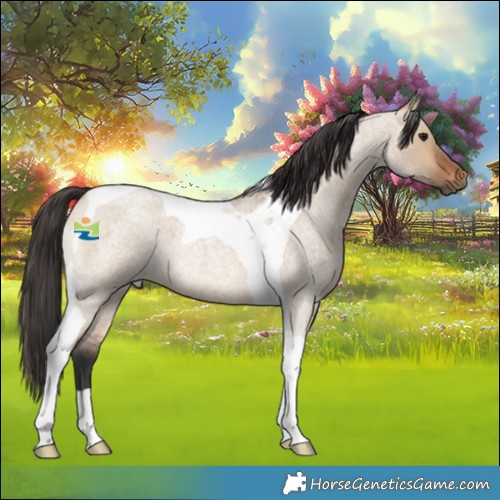 Horse Color:Bay Roan Dun Tobiano 