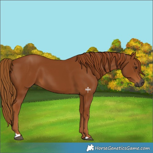 Horse Color:Gray Chestnut 