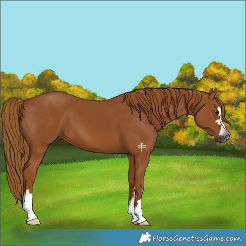 Horse Color:Gray Chestnut 