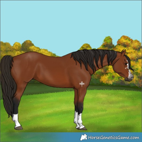 Horse Color:Gray Bay 