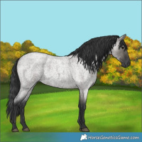 Horse Color:Grullo Roan 