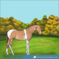 Horse Color:Gray Perlino Tobiano 