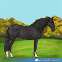Horse Color:Smoky Black