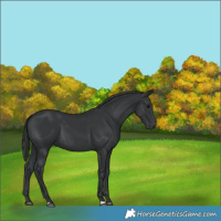 Horse Color:Black 