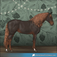 Horse Color:Liver Chestnut 
