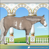 Horse Color:Silver Grullo Sabino Splash Rabicano