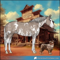Horse Color:White Spotted Silver Grullo Sabino Splash Rabicano 