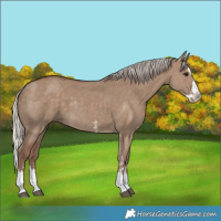 Horse Color:Silver Grullo Sabino Splash Rabicano