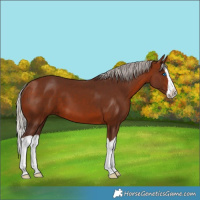 Horse Color:Silver Bay Splash 