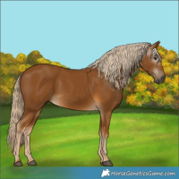 Horse Color:Gray Palomino 