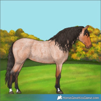 Horse Color:Bay Roan 