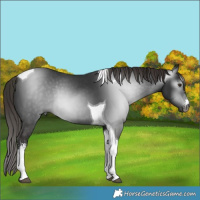 Horse Color:Gray Liver Chestnut Sabino Tobiano Rabicano 