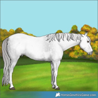 Horse Color:Gray Liver Chestnut Sabino Tobiano Rabicano 
