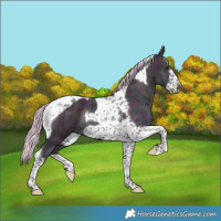 Horse Color:Watercolor Midnight Silver Brown Ice Dun Tobiano Frame Rabicano 