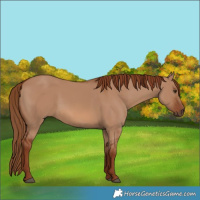 Horse Color:Red Dun 