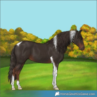 Horse Color:Liver Chestnut Tobiano 