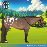 Horse Color:Bay Dun Appaloosa Brindle 
