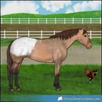 Horse Color:Bay Dun Snowcap