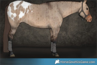 Horse Color:Bay Dun Appaloosa Brindle 