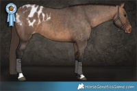 Horse Color:Bay Dun Blanket Brindle 