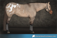 Horse Color:Bay Dun Appaloosa Brindle 